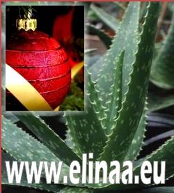 CADOURI SI SANATATE - ALOE VERA.